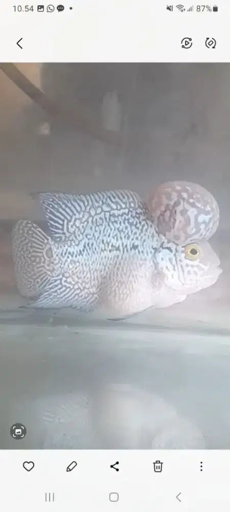 Ikan louhan SRM