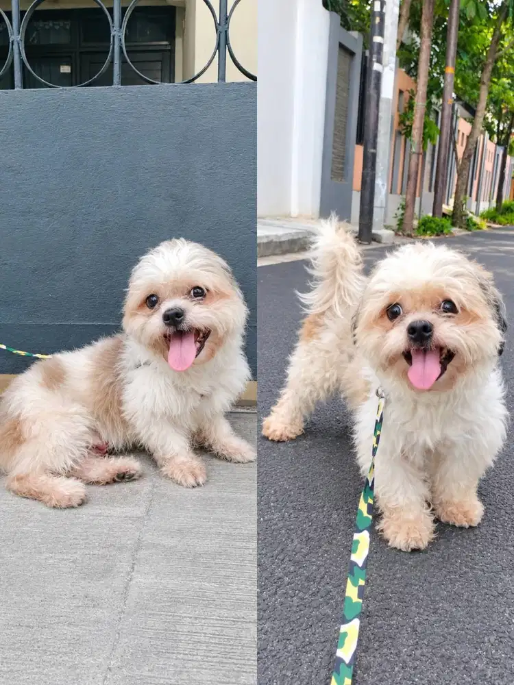 Dijual Shitzu Jantan