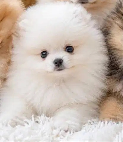 JUAL SUPER MINIPOM