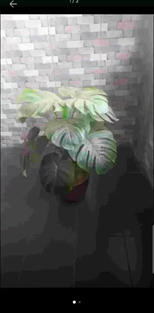 Dijual Tanaman rumah