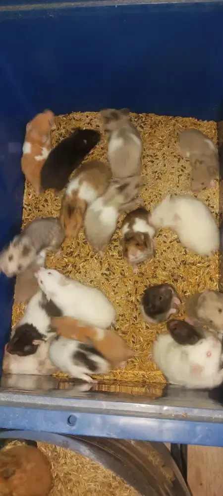 hamster jenis syrian
