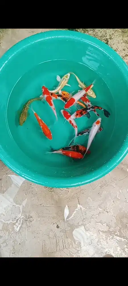 Koi Mix 15 ekor