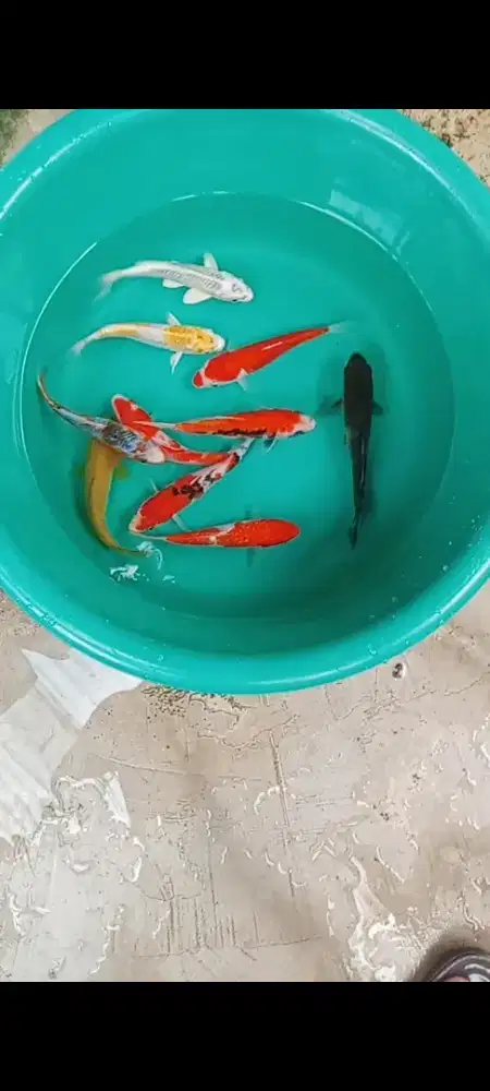 Koi mix 10 ekor