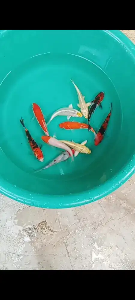 Koi mix  size 13 cm