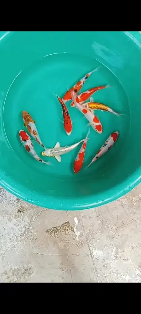 Koi mix 10 ekor