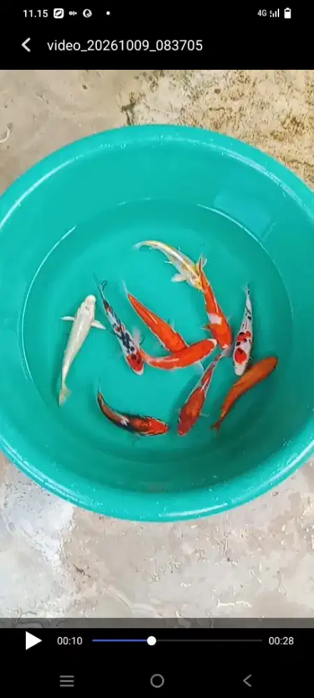 Koi mix  10 ekor