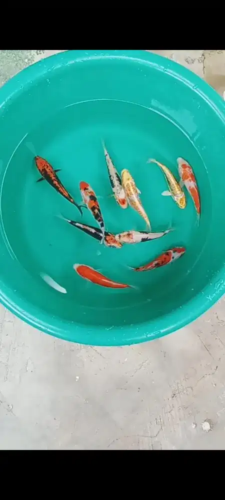 Koi kumon & doitsu sisik