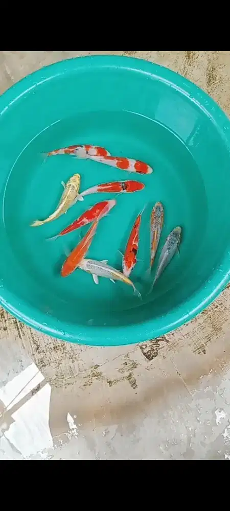 Koi mix size 14-15 cm