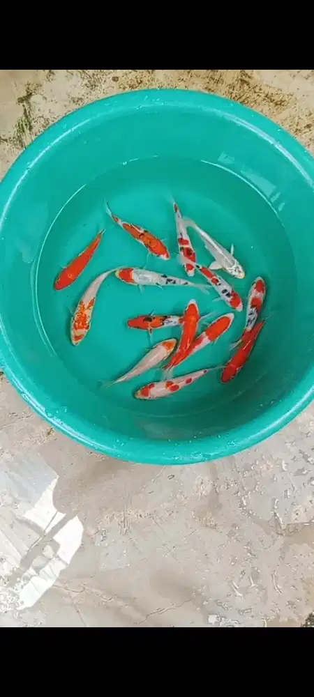 Koi mix 14 ekor