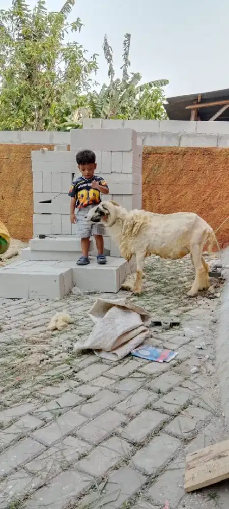 Jual borongan kambing garut dan morino