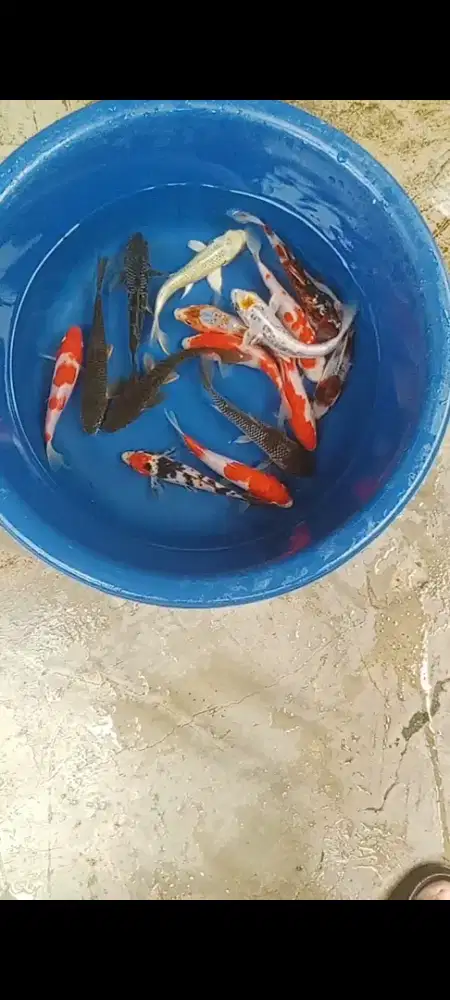 Koi mix 15 ekor