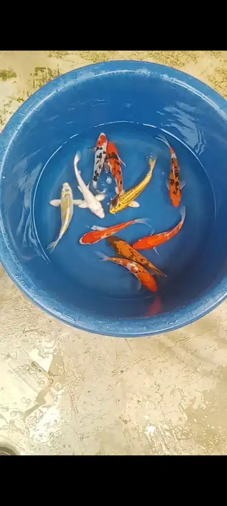 Koi mix size 14-15 cm