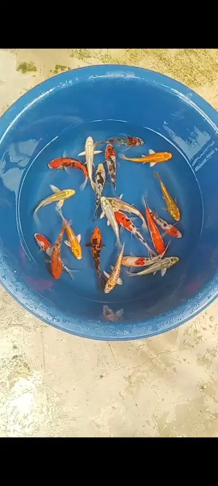 Koi mix joss 20 ekor