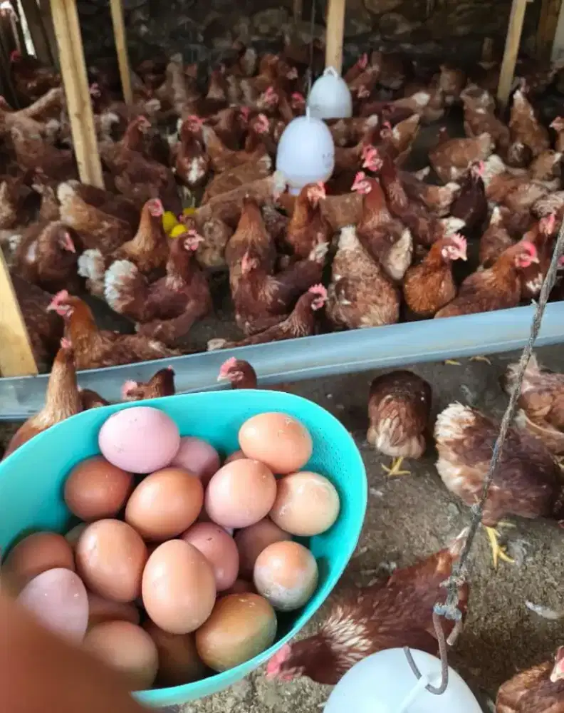 Ayam Petelur Usia 20 minggu lohman Brown