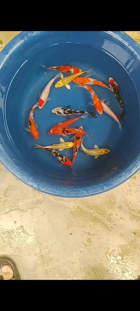 Koi mix mantap 15 ekor