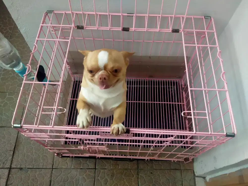 Pejantan anjing Chihuahua double Coat(short hair) kualitas import
