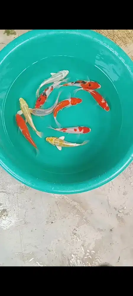 Koi  mix 10 ekor