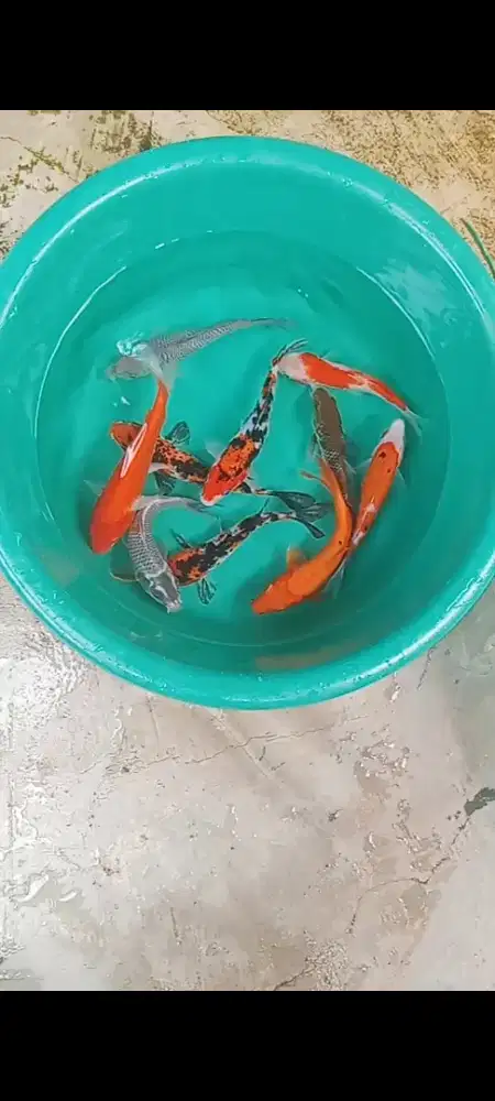 Koi  MIX 10 ekor