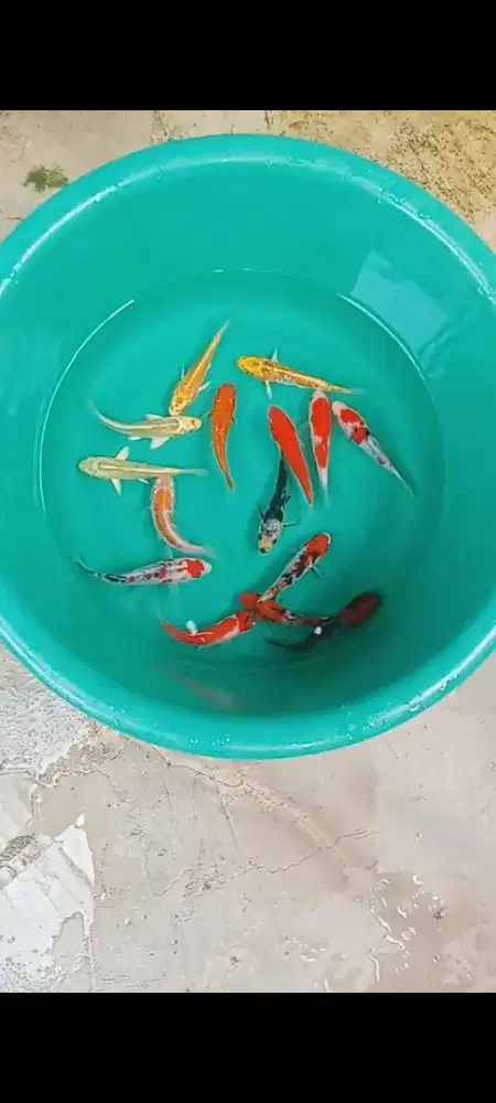 Koi pemula josss
