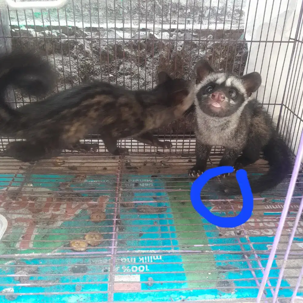 Anakam musang 3 bulan