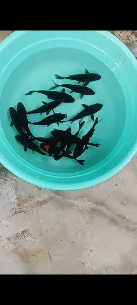 Koi Karasu 13 ekor