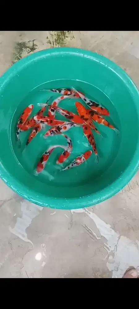 Koi Edisi sanke joss 15 ekor