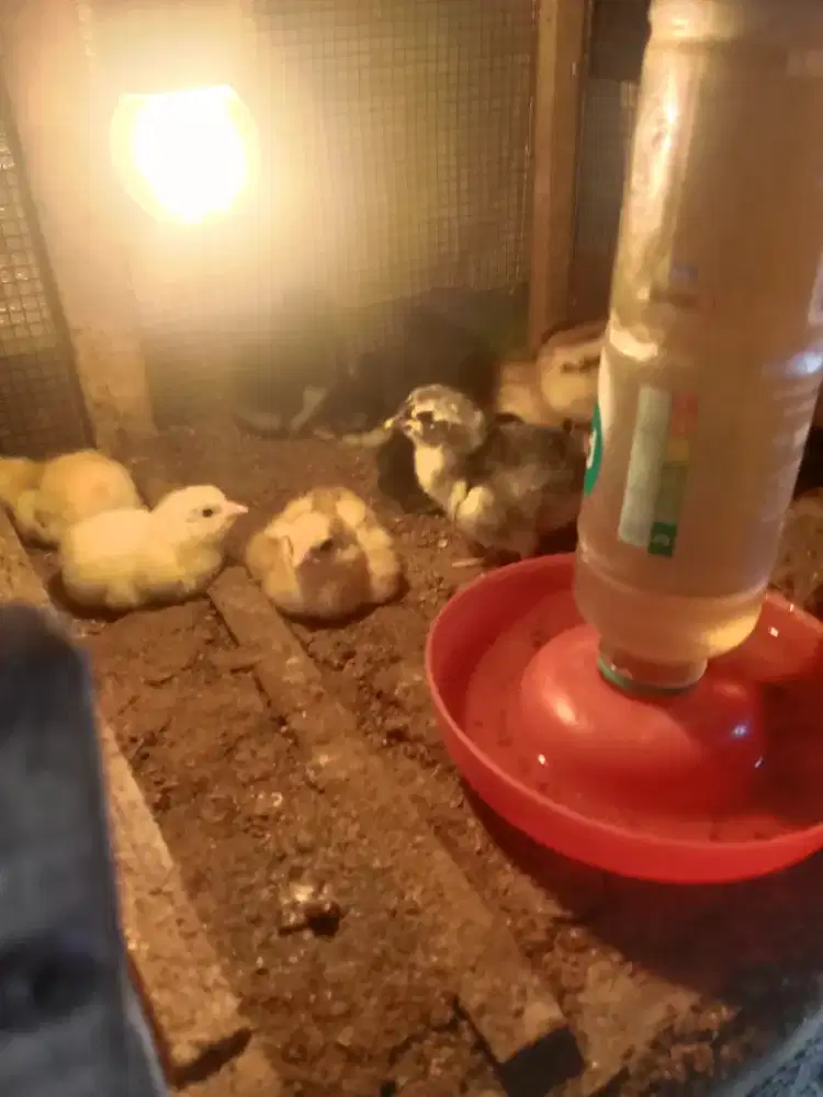 Doc ayam kampung unggul