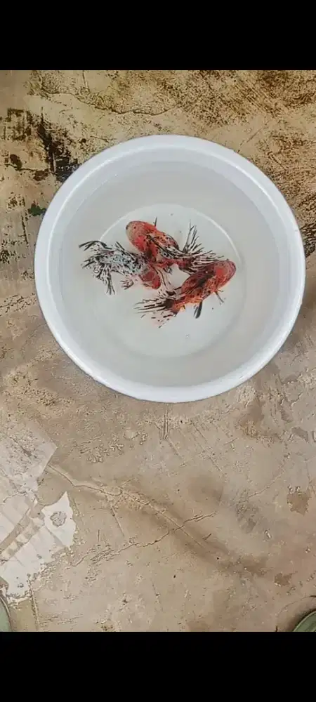 Koki Oranda Rostail CaLico jawa