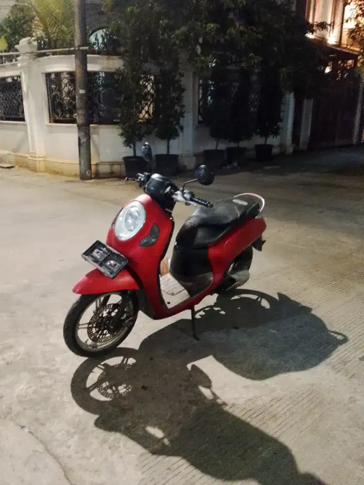 Scupy 2021 mulus