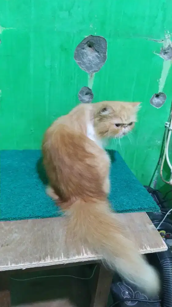 Indukan Kucing Peaknose Longhair/Bulu Panjang JANTAN siap kawin