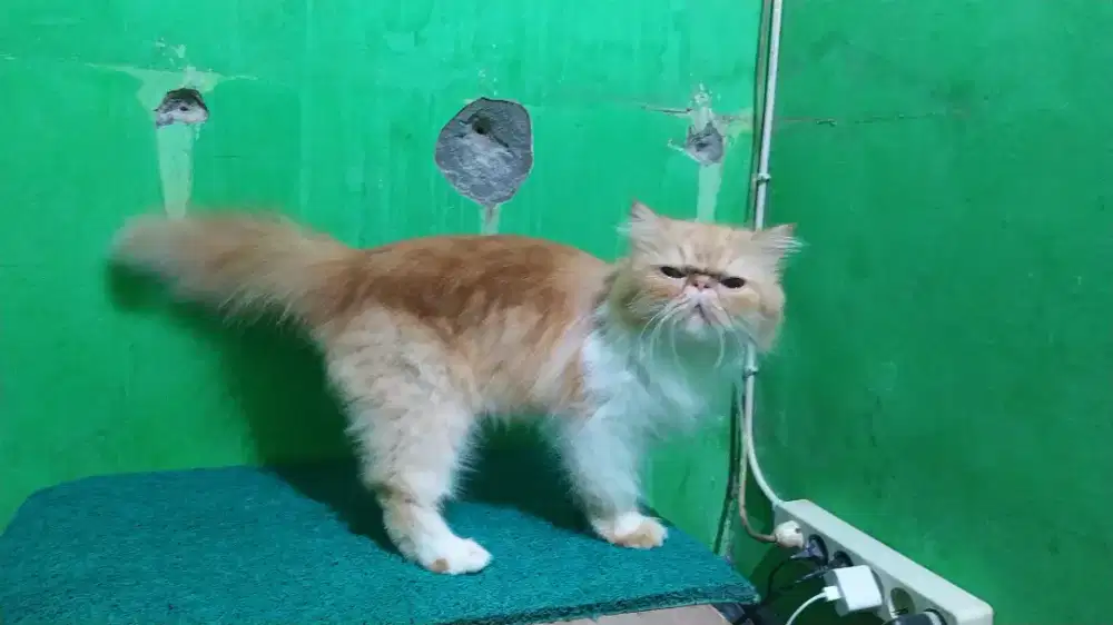 Indukan Kucing Peaknose Longhair/Bulu Panjang JANTAN siap Kawin