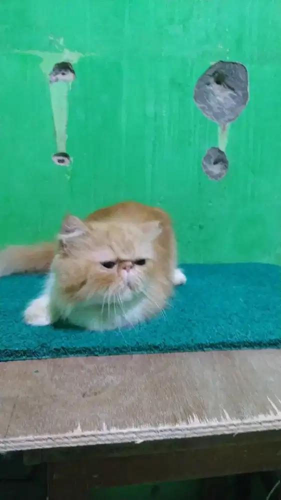 Indukan Kucing Peaknose Longhair/Bulu Panjang JANTAN siap Kawin