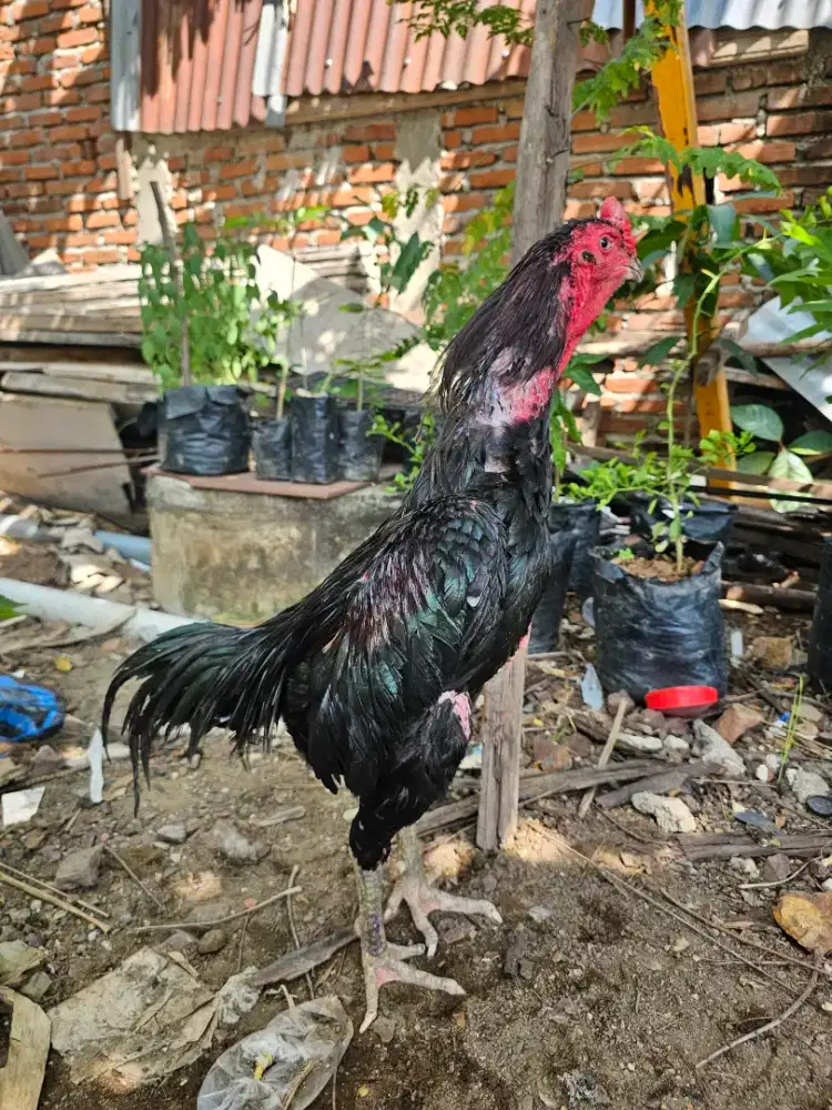 Untuk Pakcekan mewah