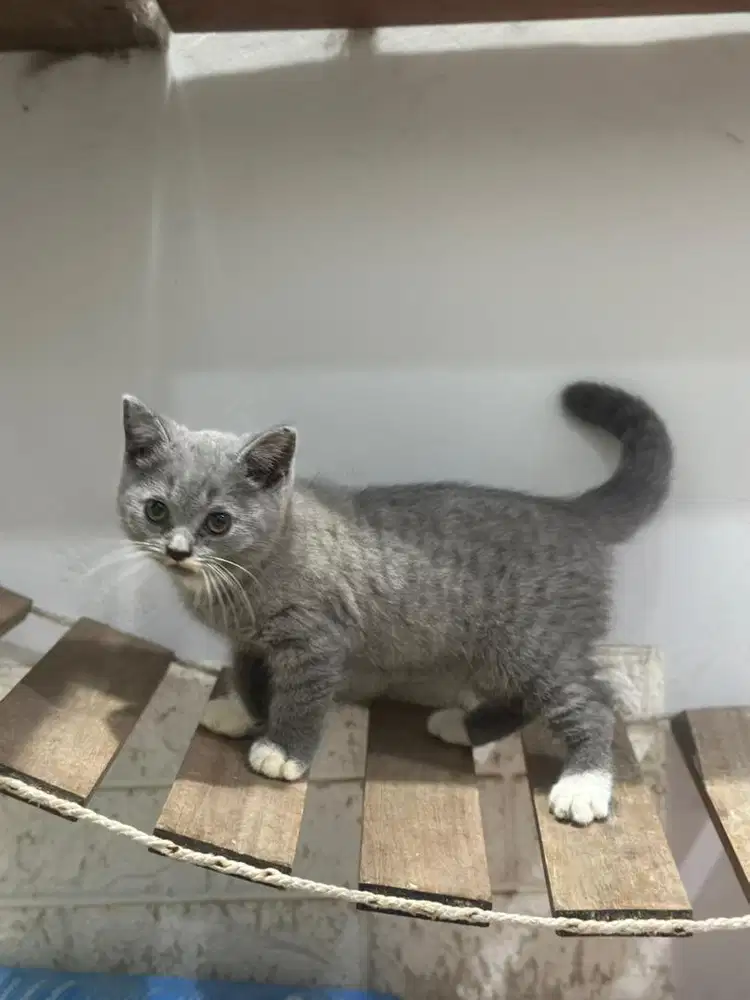 Kucing BSH brittish short hair betina 2,5 bulan