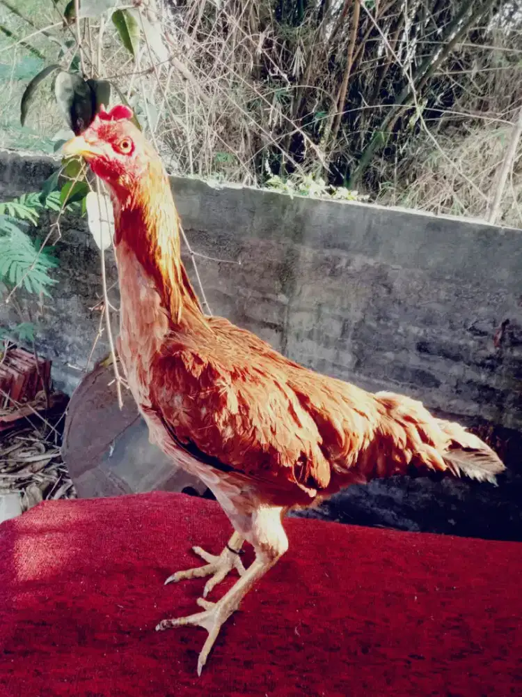 Ayam betina shamo daikiri x aseel mantap siap pro besar