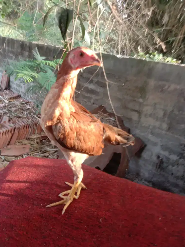 Anak ayam pakhoy shamo magon viet betina murah monggo