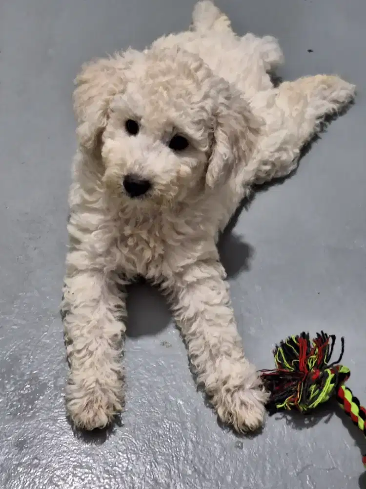 Poodle puppy jantan white