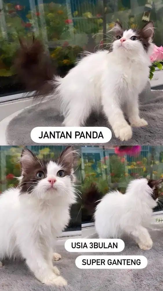 Kitten jantan panda  abu putih