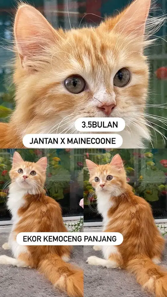 Kitten X Mainecoone eko kemoceng jantan