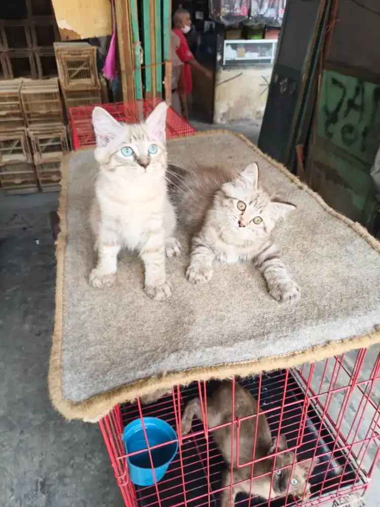 Kitten Persia 2,5 bulan