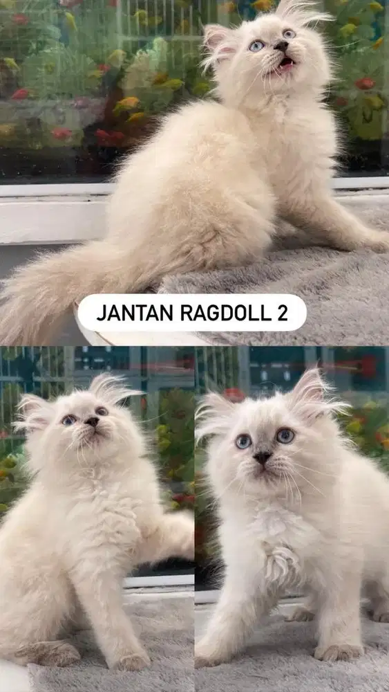 Kitten jantan ragdoll 3bulan