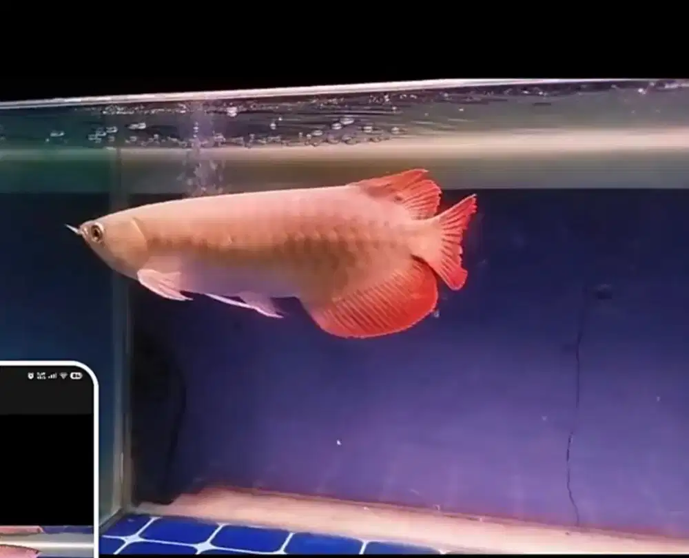 Arwana SR 35cm + 1 set aquarium