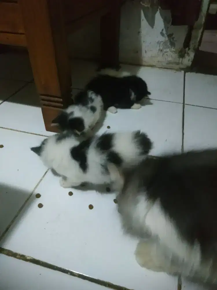 KUCING PERSIA KITTEN