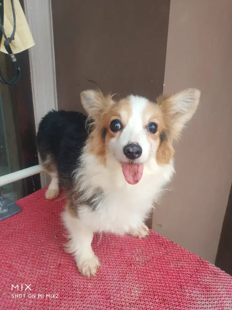 Jual indukan Corgi Long Hair