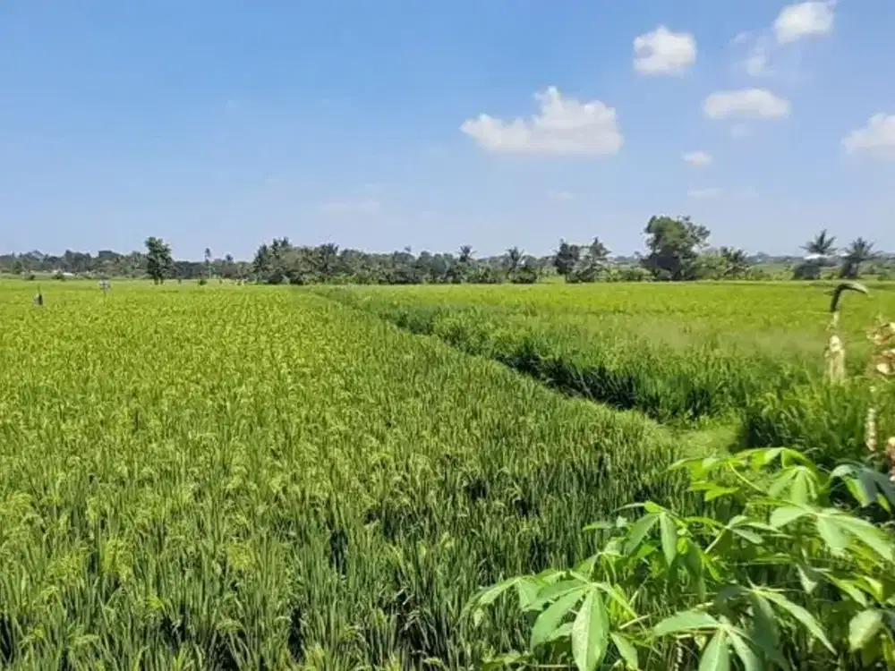 TANAH KAVLING ZONA KUNING DI PANDAK GEDE -KEDIRI-TABANAN DEKAT PANTAI NYANYI