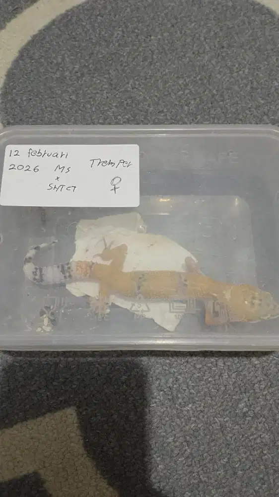 Dijual Leopard gecko