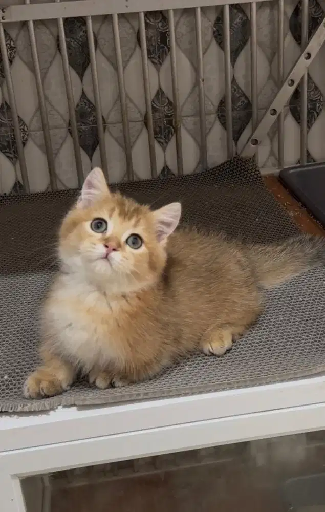Bsh munchkin golden jantan