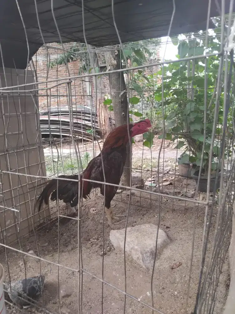 Jual ayam jago Bangkok
