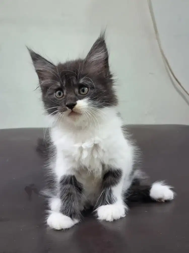 Kitten Kucing Female Black White