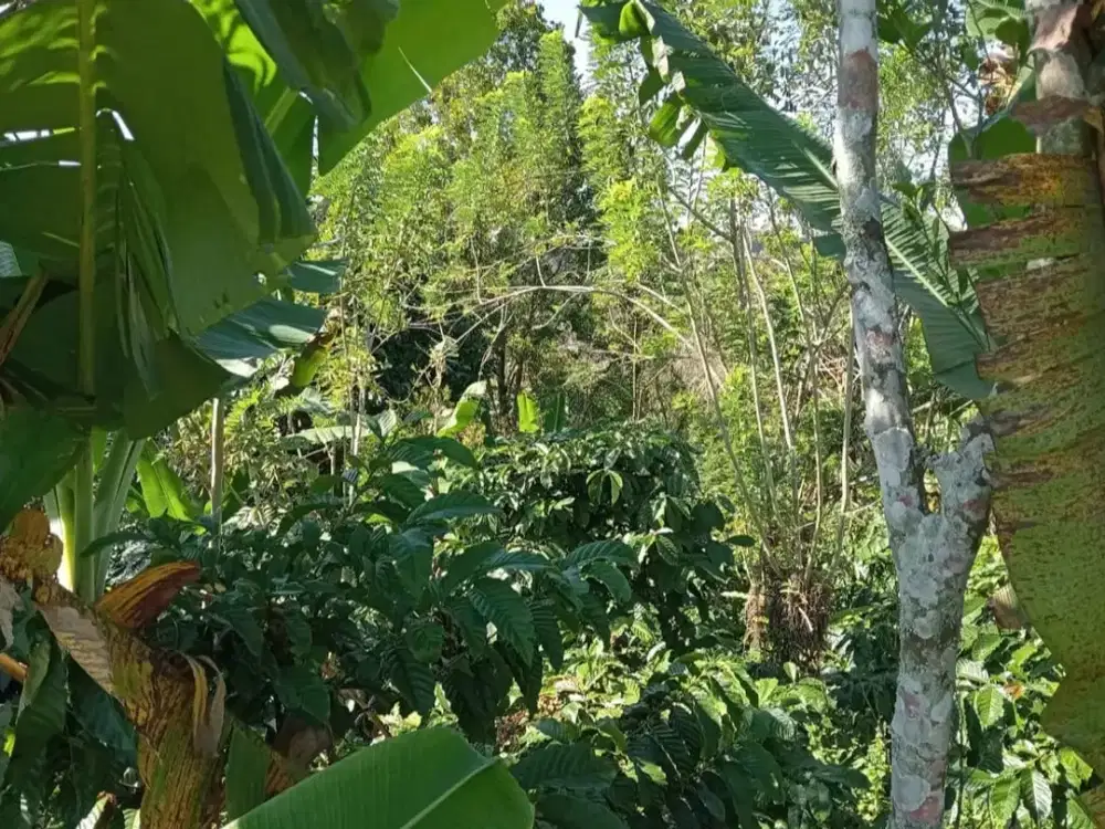 Dijual Tanah Perkebunan Kontur Terasering Cantik View Gunung